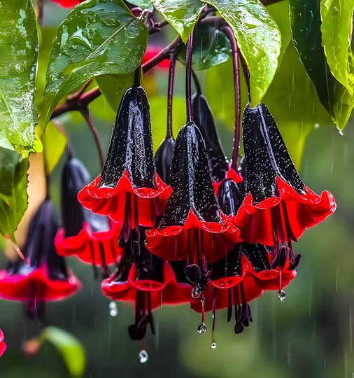 🌸Black Red Fuchsia Seeds