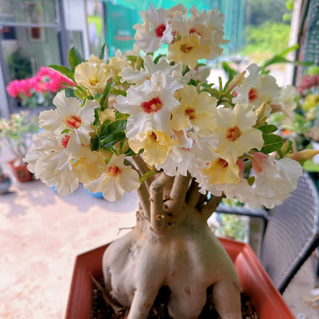 🌵🌹 Dive into Desert Beauty: Desert Rose Seeds for Your Tranquil Haven!-Various Colors🌱Long Flowering Period 🏜️🌺