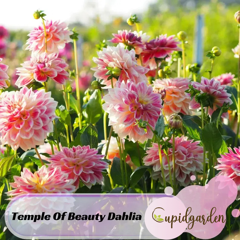 Temple Of Beauty Dahlia Seeds