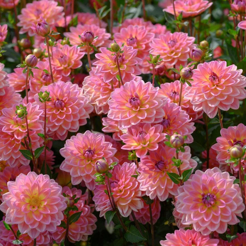 Pacific View Dahlia Seeds