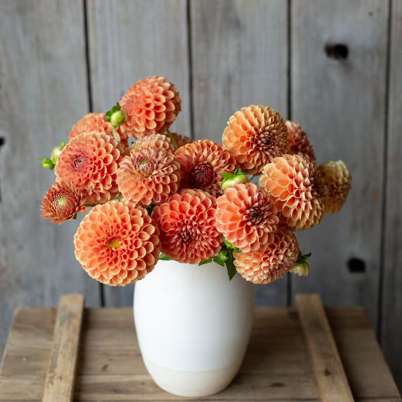 Cornell Bronze Dahlia Seeds