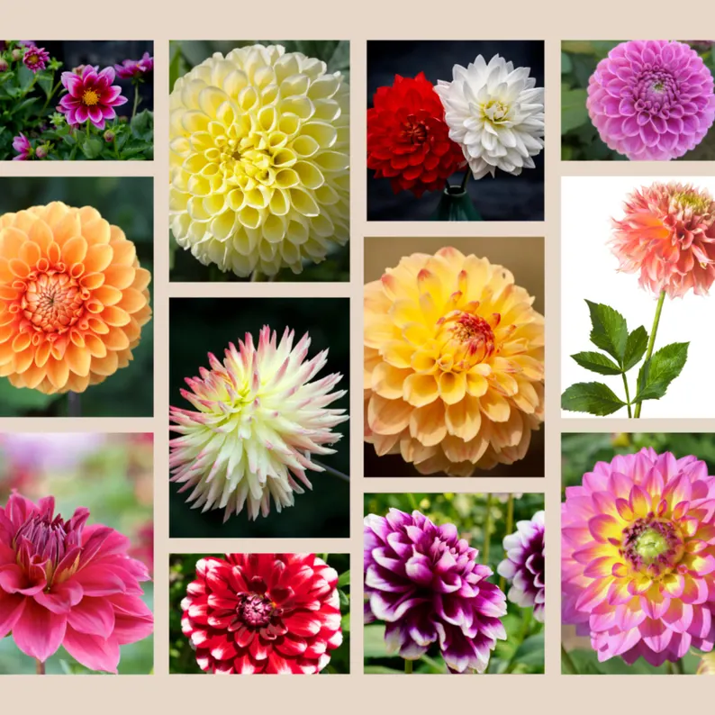 Mix Color Rare Dahlia Seeds