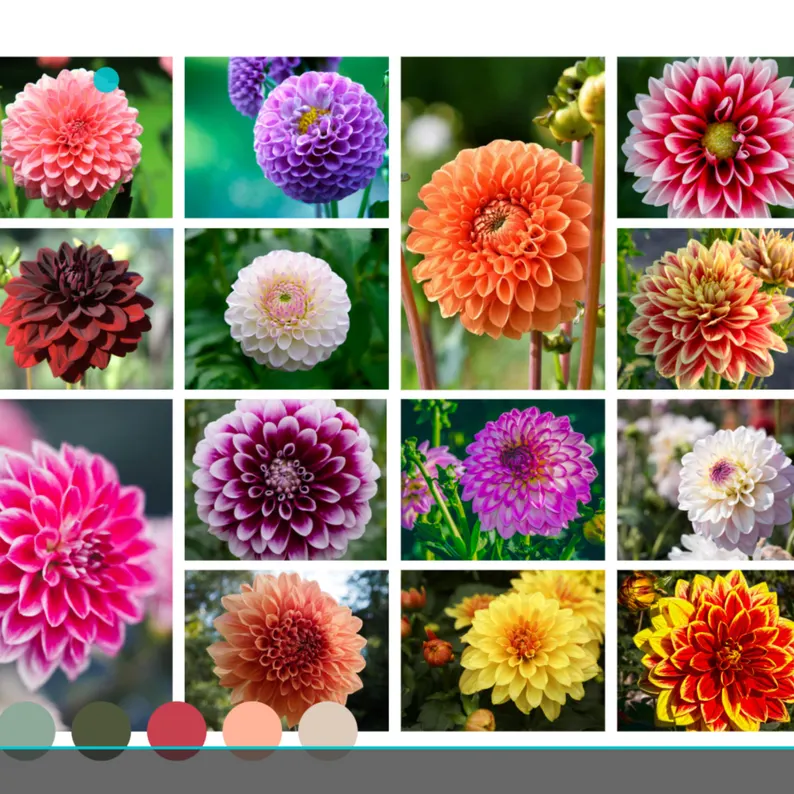 Mix Color Rare Dahlia Seeds