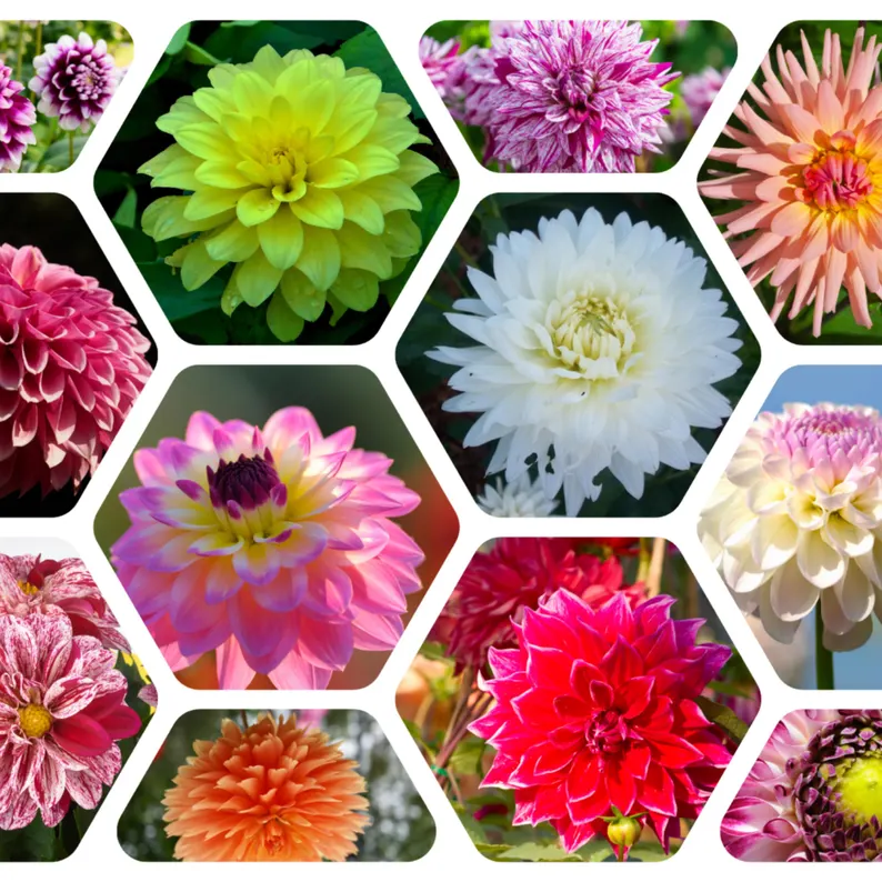 Mix Color Rare Dahlia Seeds