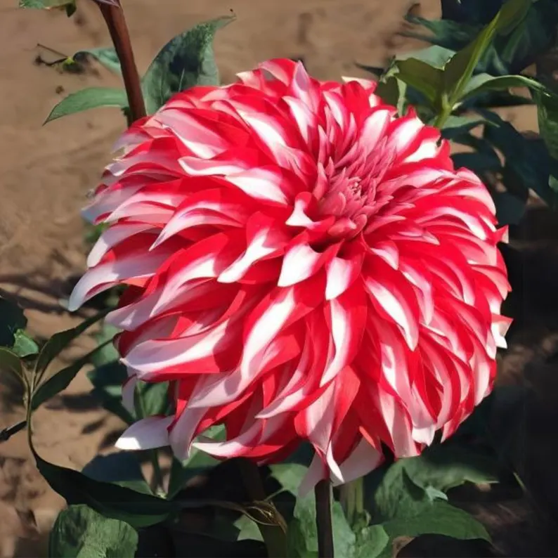 🎅Santa Claus Dahlia Seeds