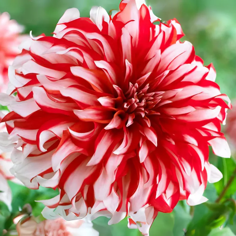 🎅Santa Claus Dahlia Seeds