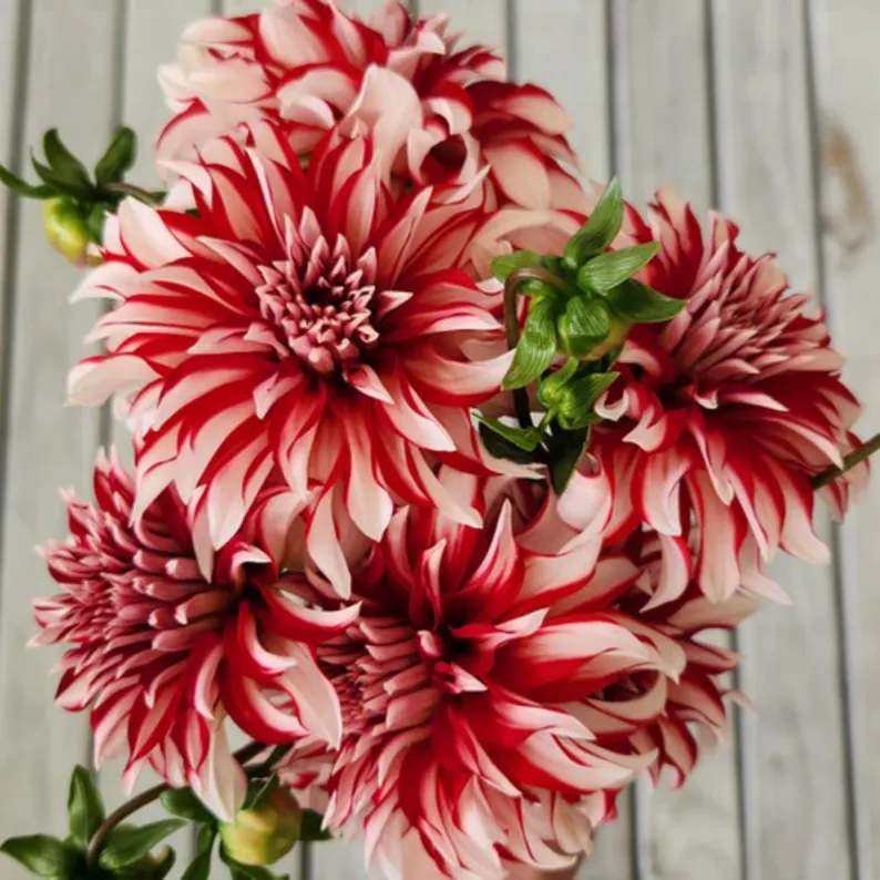 🎅Santa Claus Dahlia Seeds