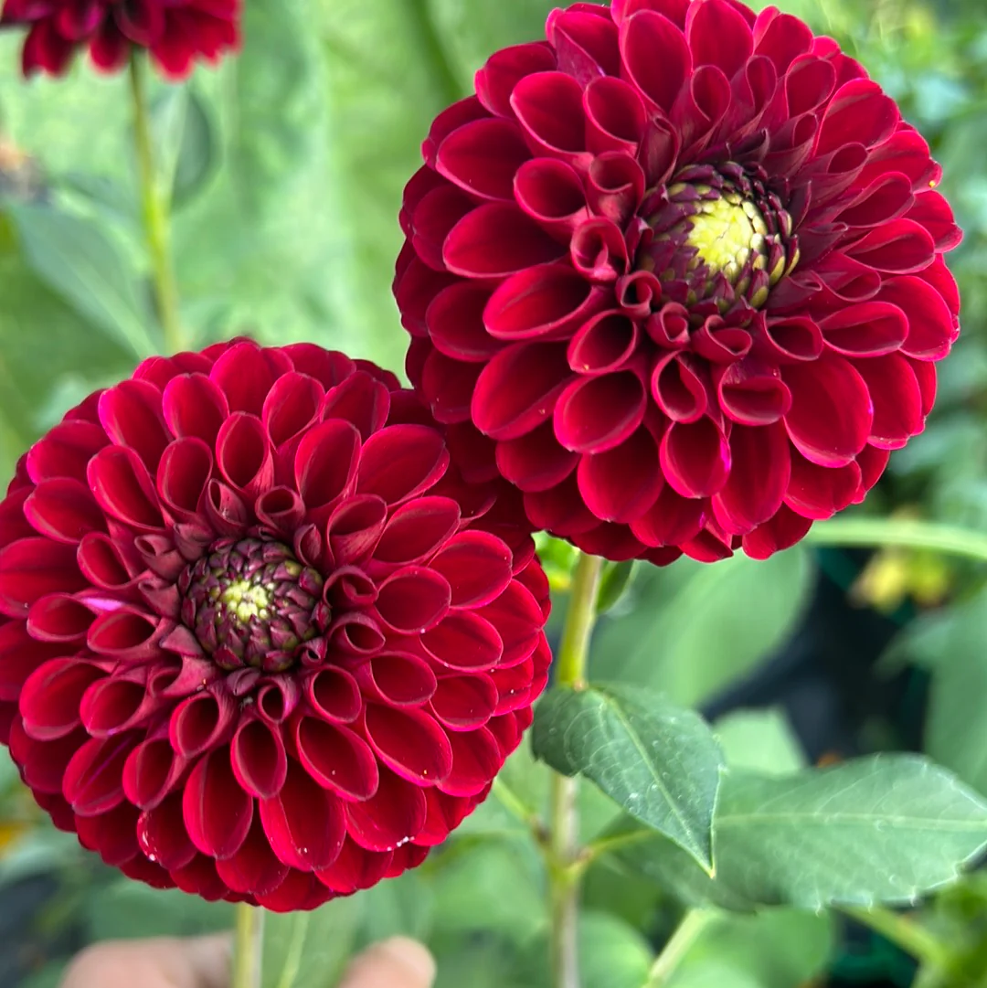 Red Fox Dahlia Seeds