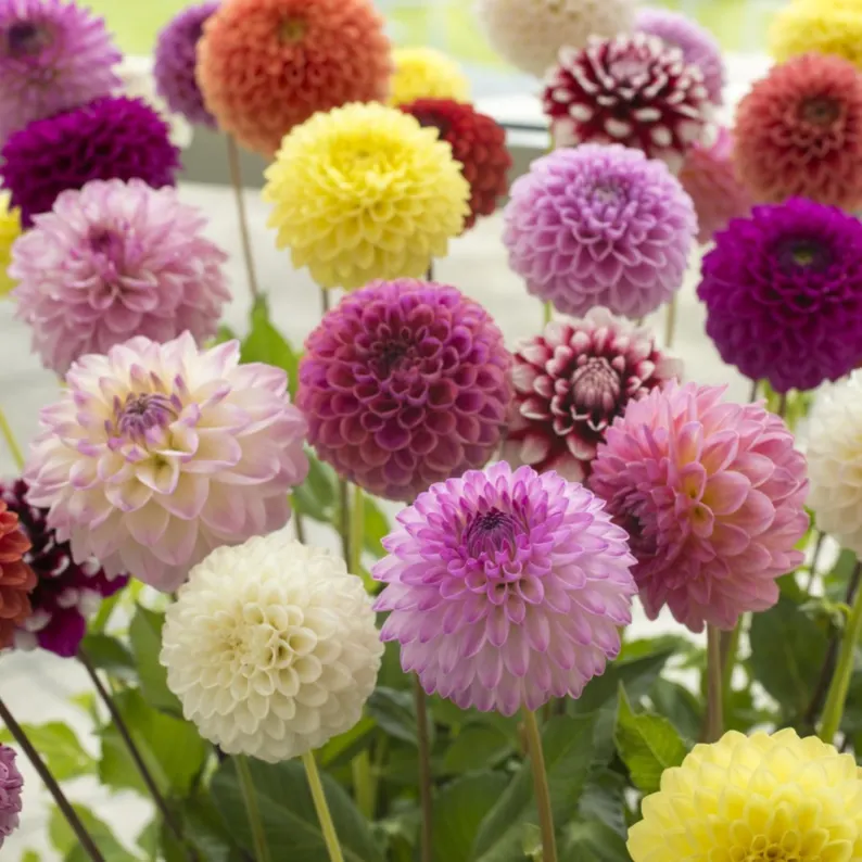 Pompon Mix Dahlia Seeds