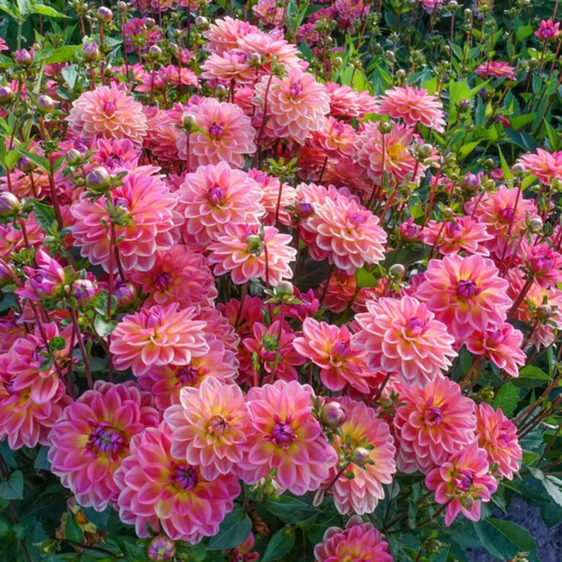 Pacific View Dahlia Seeds