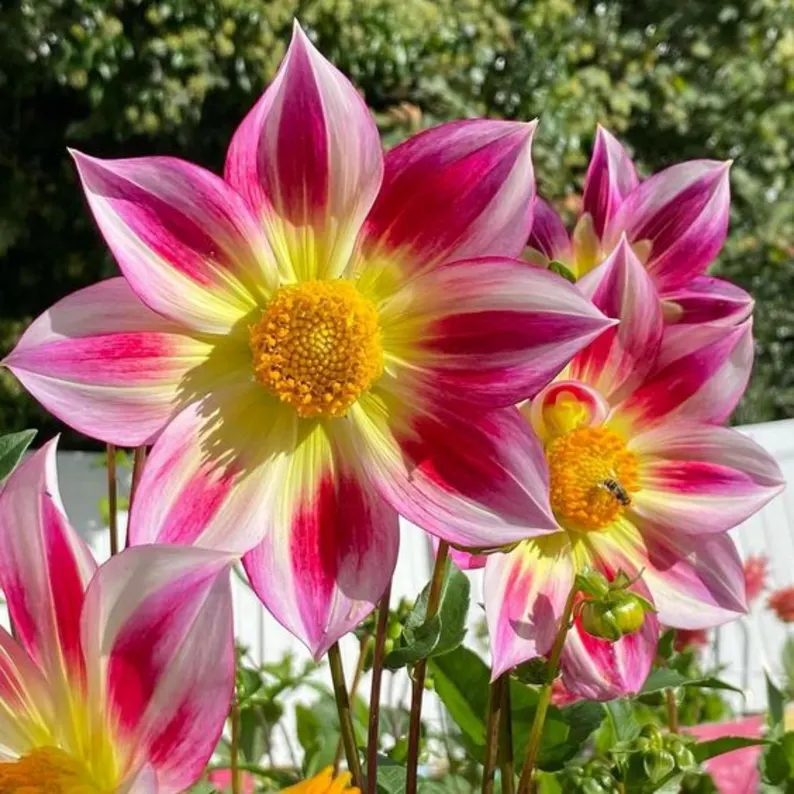 Junkyard Dog Dahlia Seeds