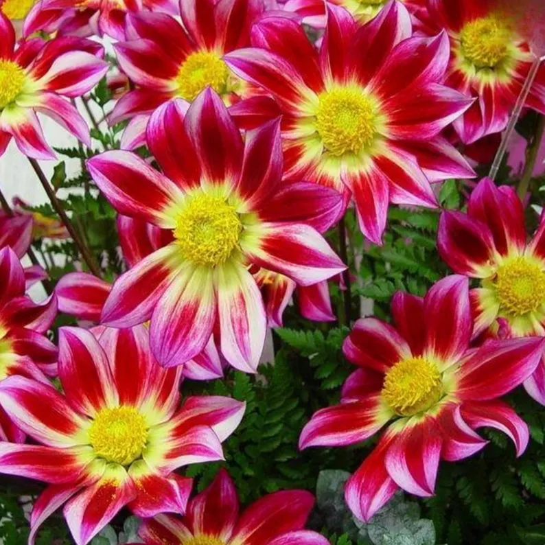 Junkyard Dog Dahlia Seeds