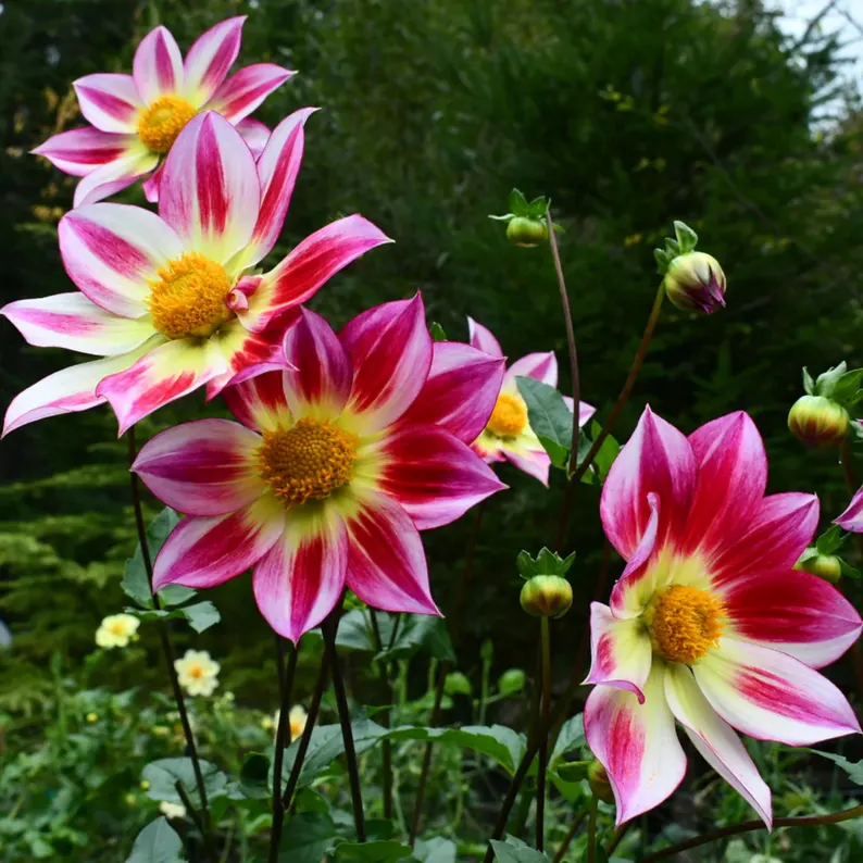 Junkyard Dog Dahlia Seeds
