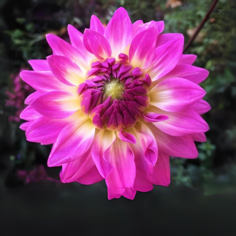 Miss Delilah Dahlia Seeds