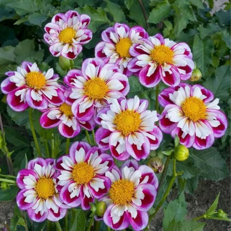 Bumble Rumble Dahlia Seeds