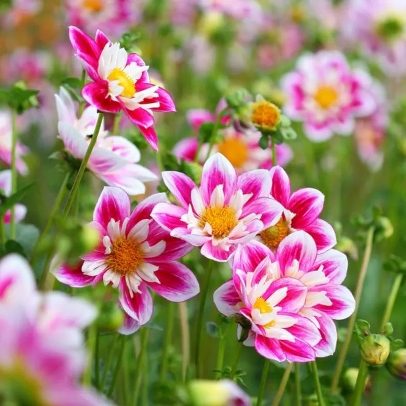 Bumble Rumble Dahlia Seeds