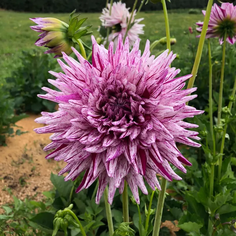 Hy Trio Dahlia Seeds