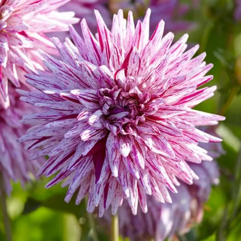 Hy Trio Dahlia Seeds
