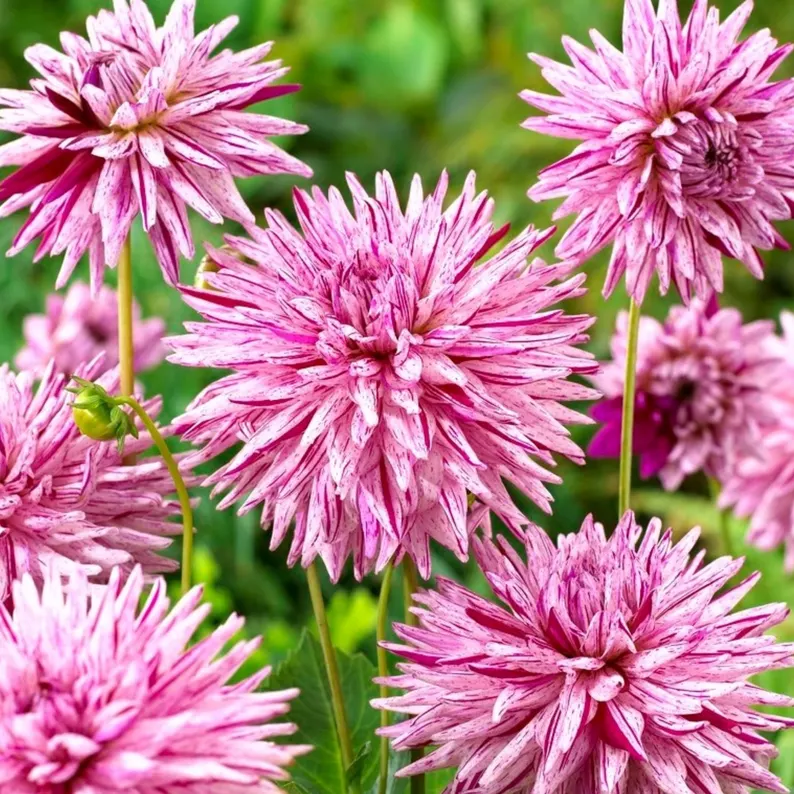 Hy Trio Dahlia Seeds