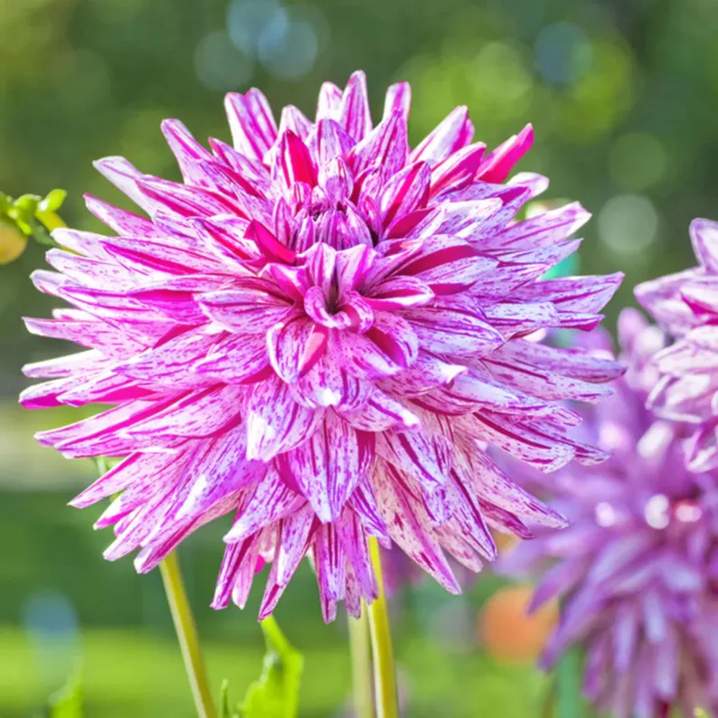 Hy Trio Dahlia Seeds