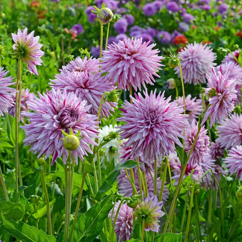 Hy Trio Dahlia Seeds