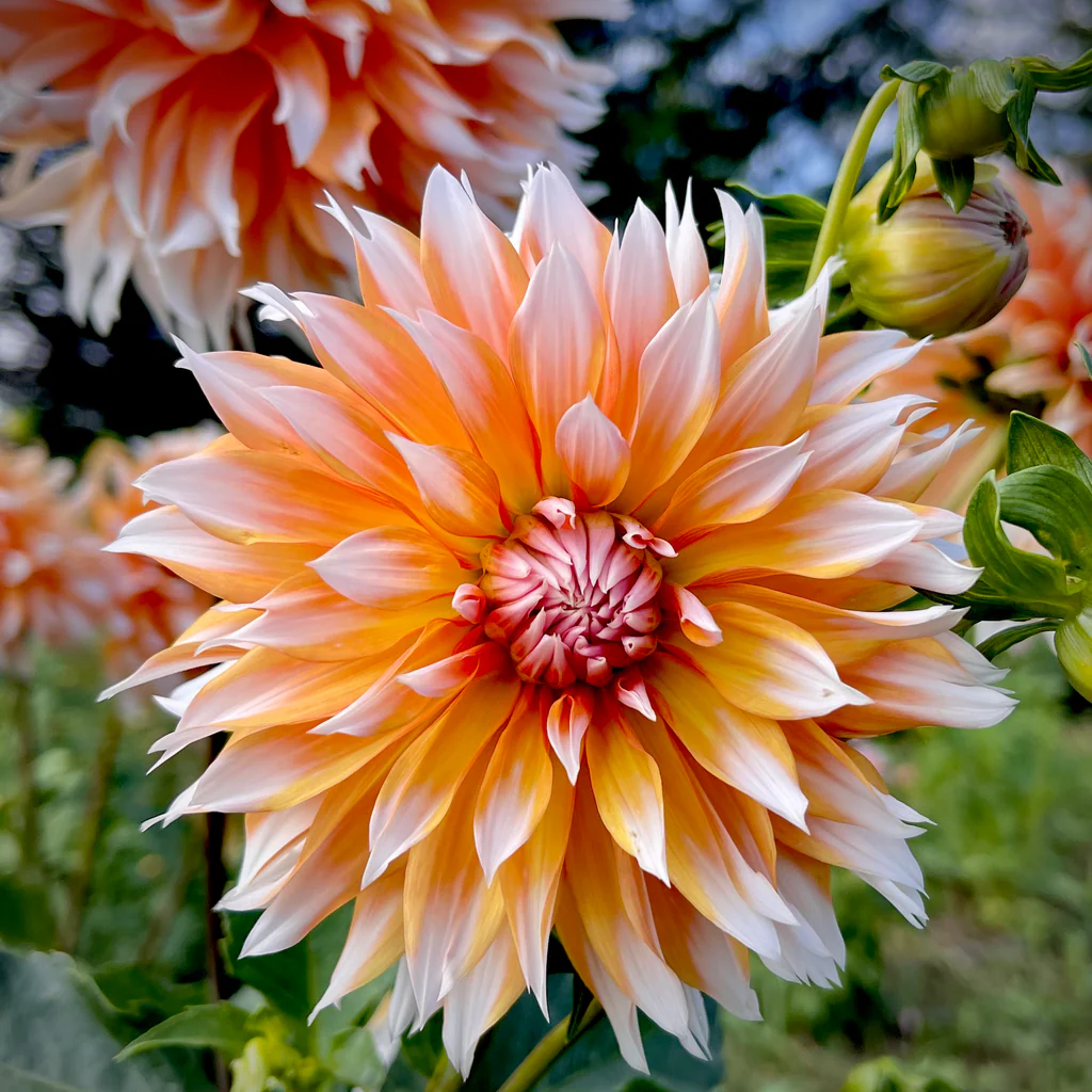 Orange & Snow Dahlia Seeds