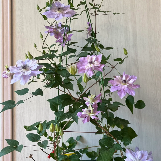 🌸Queen of Vines - Climbing Clematis Seeds