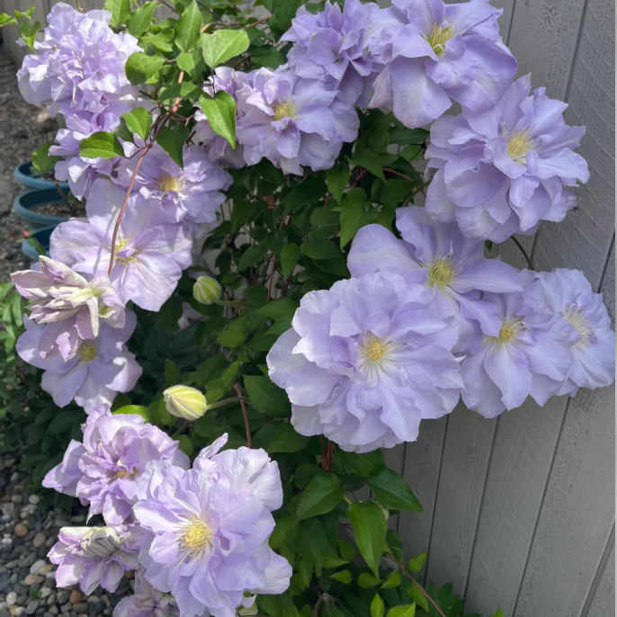 🌸Queen of Vines - Climbing Clematis Seeds