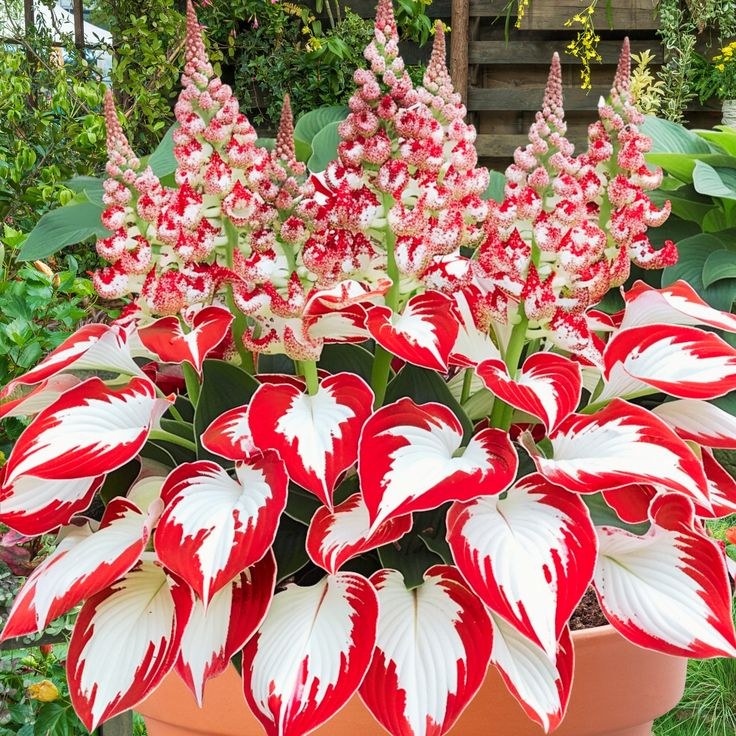 Mix Color Hosta Seeds