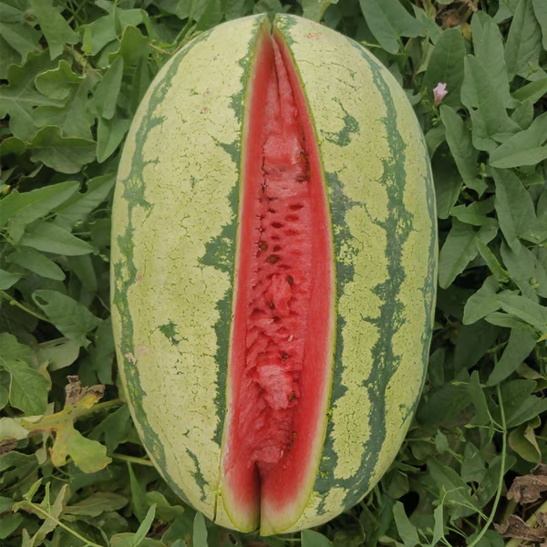 Watermelon Seeds - Lazy