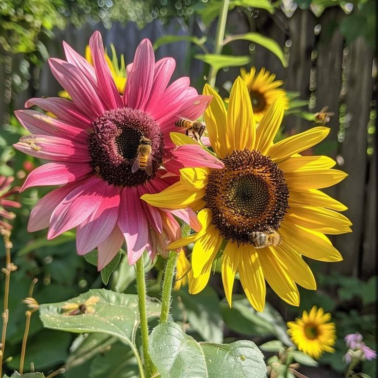 Twin-Headed Sunflower Seeds (Two Colors, One Stem!)