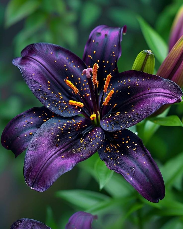 🌸 Lily Seeds In Rare Colors – Flowers Full Of Elegance And Grace 🌸