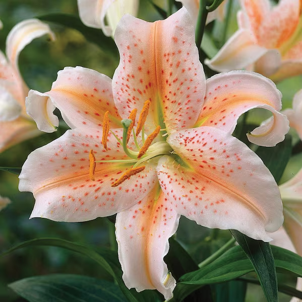 🌸 Lily seeds in rare colors – flowers full of elegance and grace 🌸