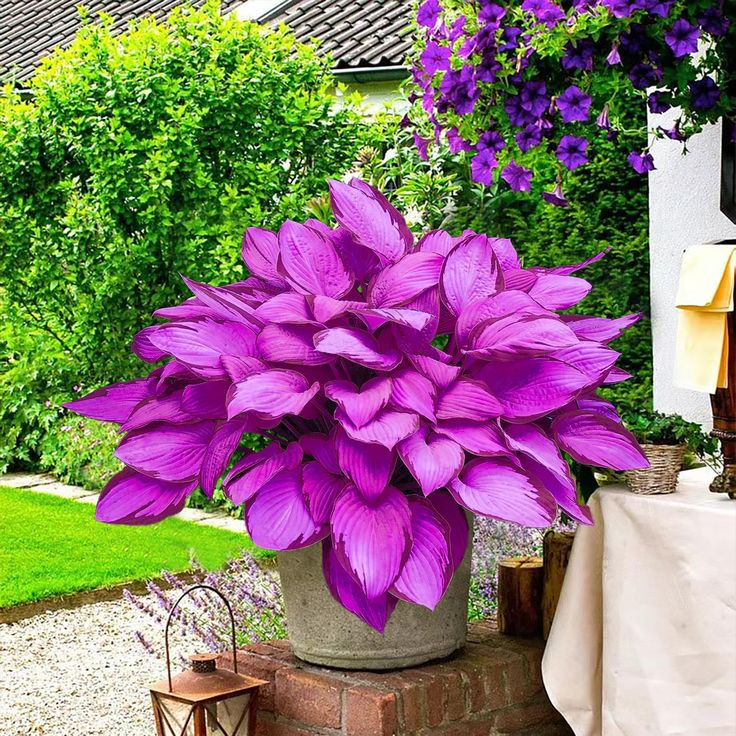 Mutilcolor Hosta Seeds