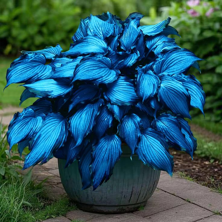 Mutilcolor Hosta Seeds