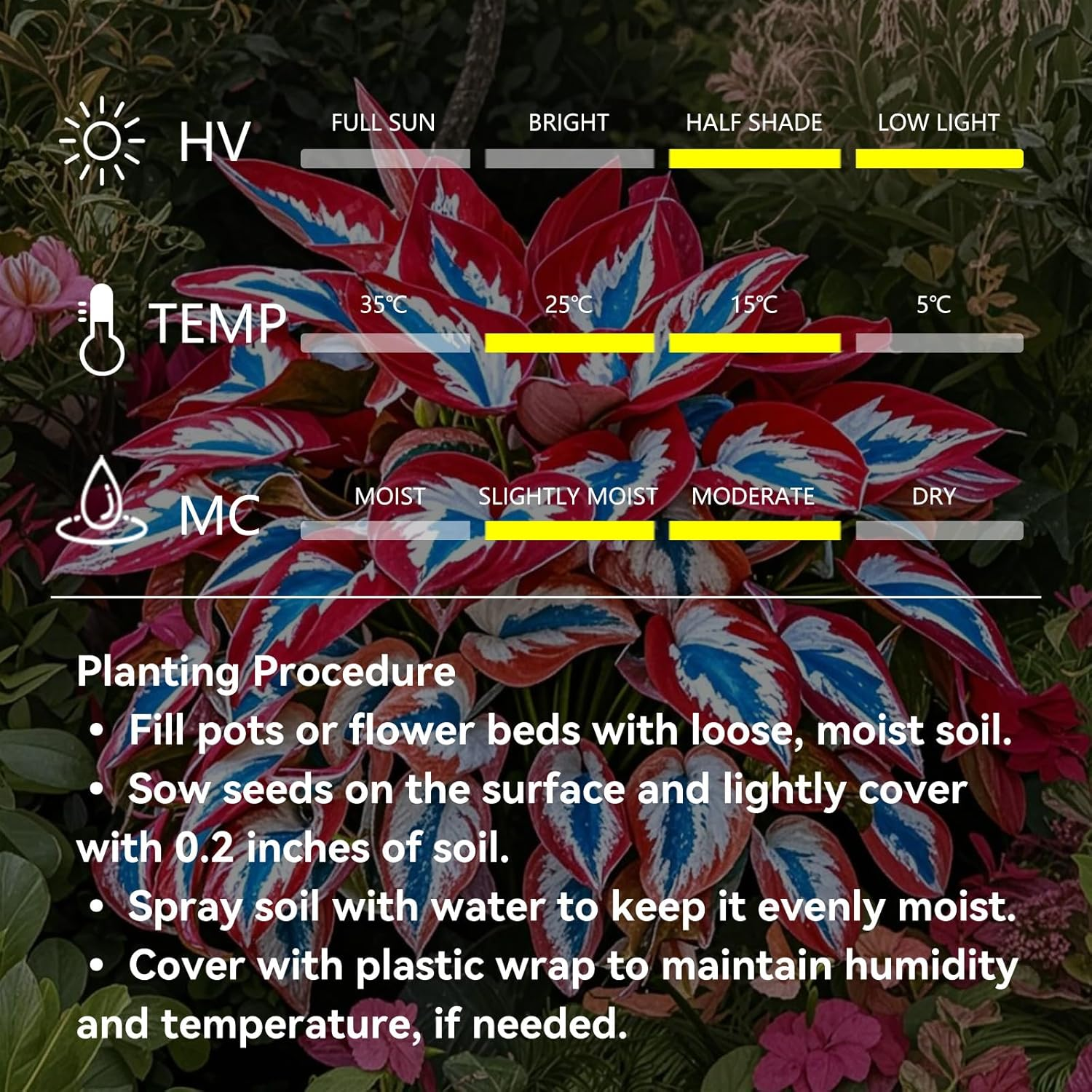 Mutilcolor Hosta Seeds