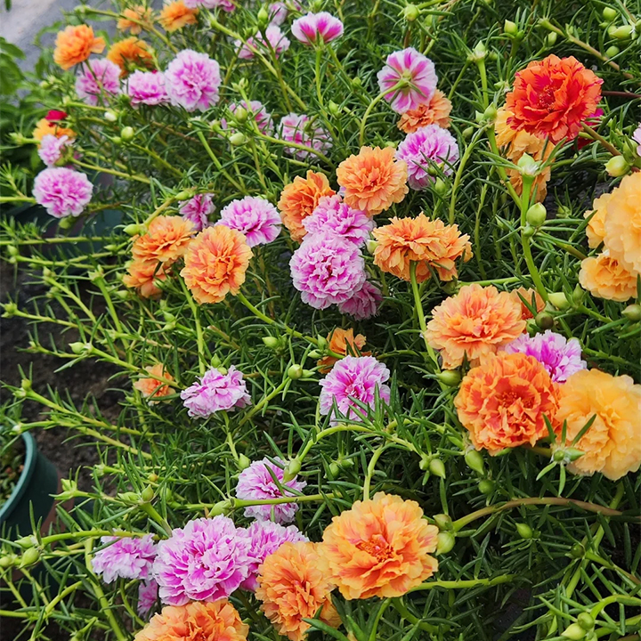 🌹Moosrose – Unsterbliche Blume