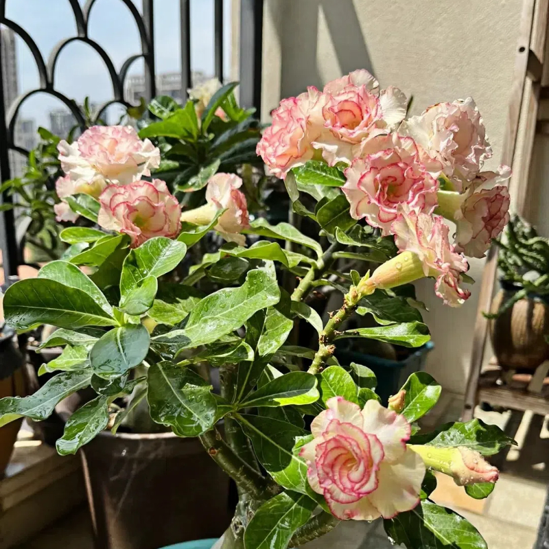 🌵🌹 Dive into Desert Beauty: Desert Rose Seeds for Your Tranquil Haven!-Various Colors🌱Long Flowering Period 🏜️🌺