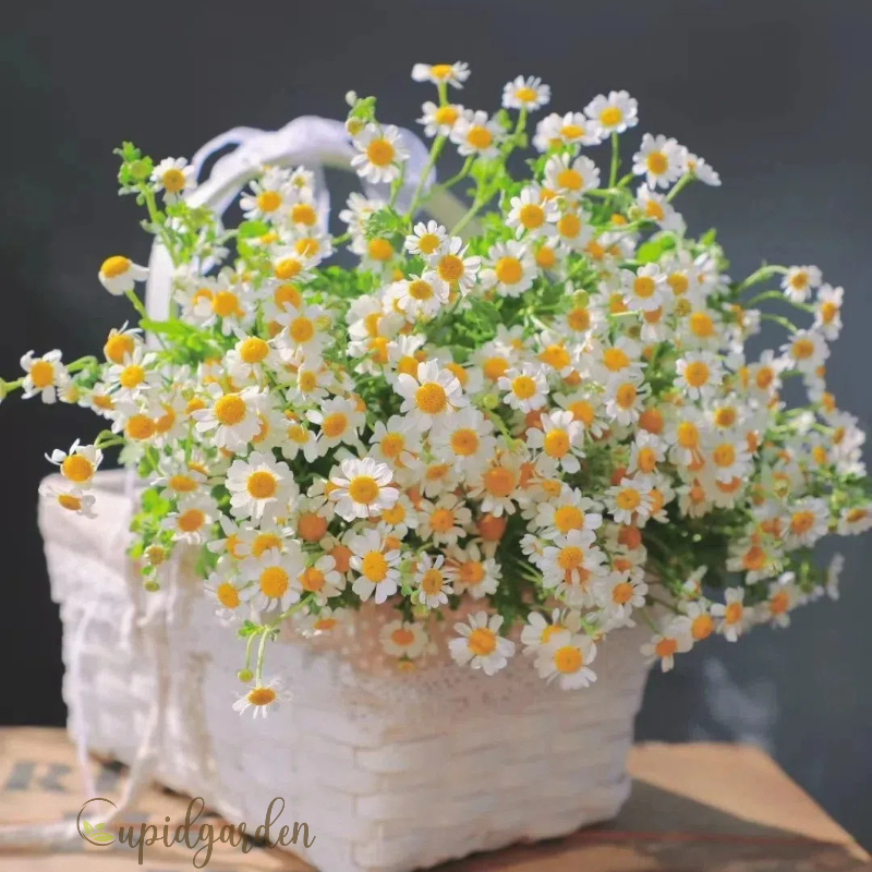 🌼 Chamomile Seeds - Calming Beauty for Your Garden! 🌼