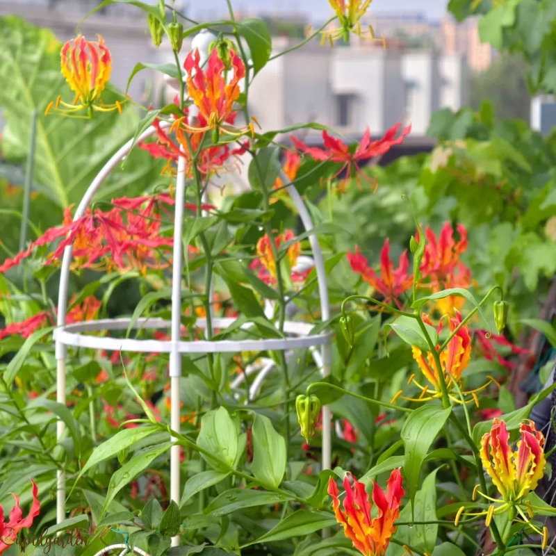 Gloriosa Lily-The Flame Lily