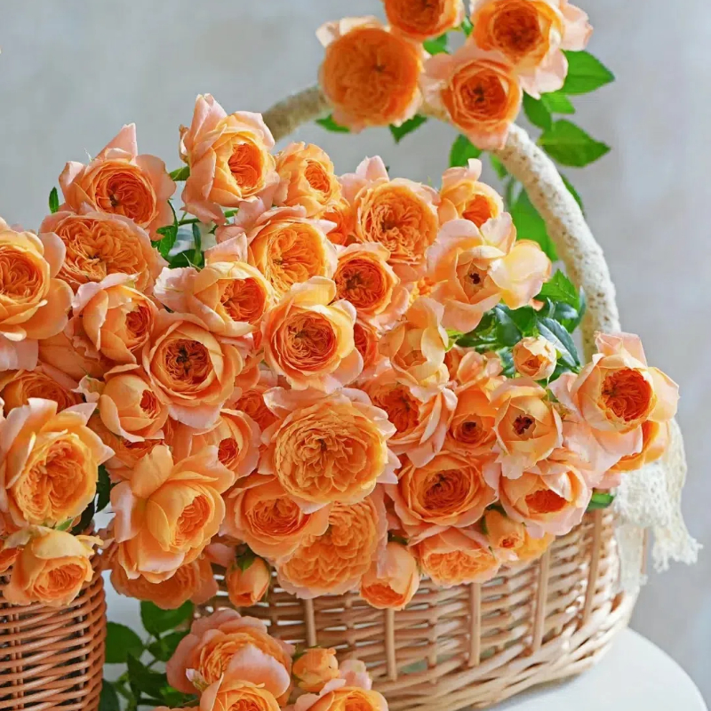 Potted Four Seasons Rose Juice Balcony