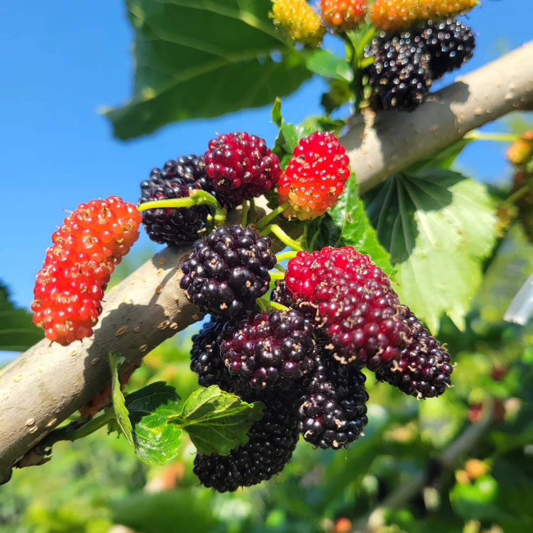 Black Mulberry Seeds