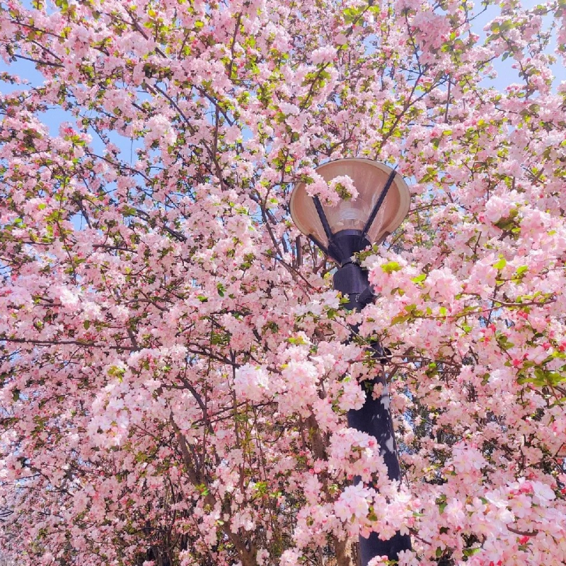 Malus × Kaido Seeds