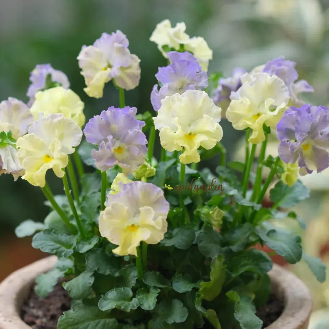 💐 Pansy Winter Elf Series - I Miss You Endlessly