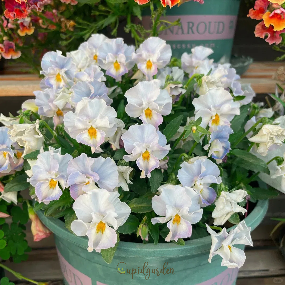 💐 Pansy Winter Elf Series - I Miss You Endlessly