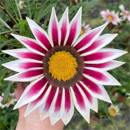 🏅Medal Chrysanthemum