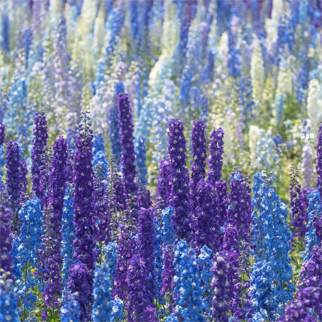 Delphinium Grandiflora Seeds