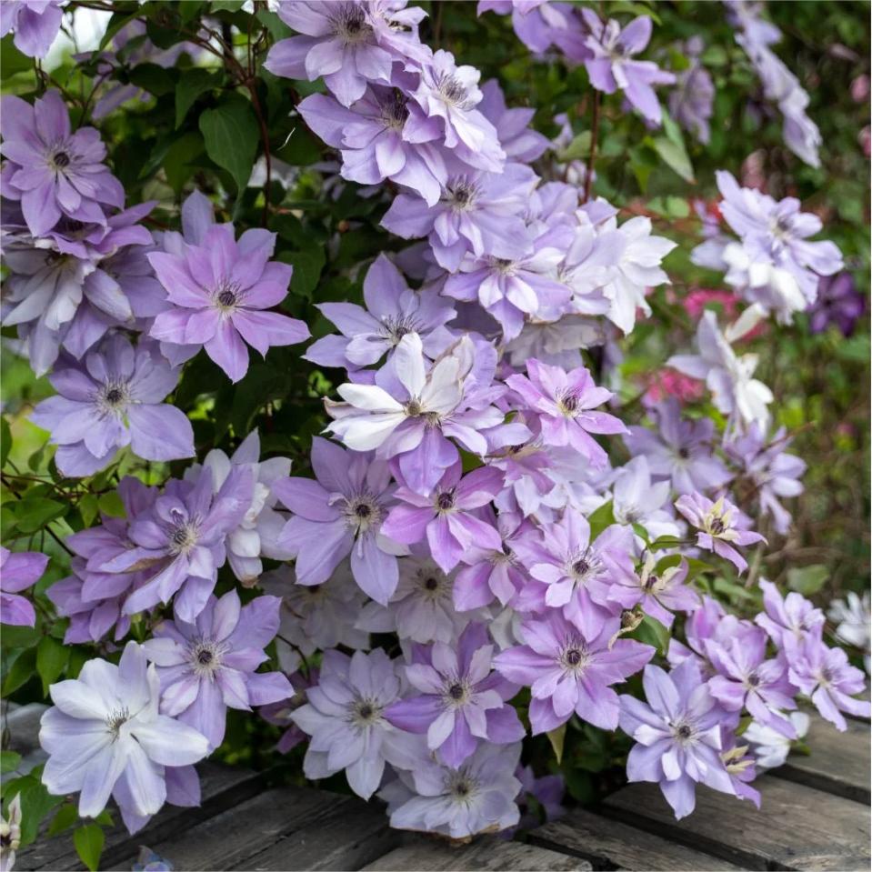 🌸Queen of Vines - Climbing Clematis Seeds