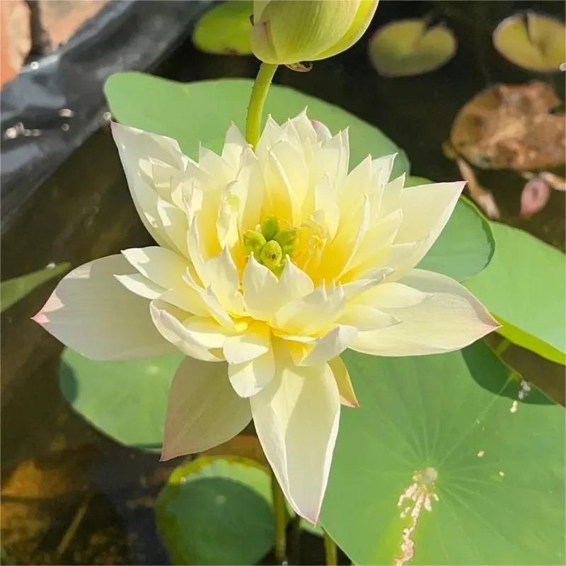 The Sacred Bonsai Lotus Flower