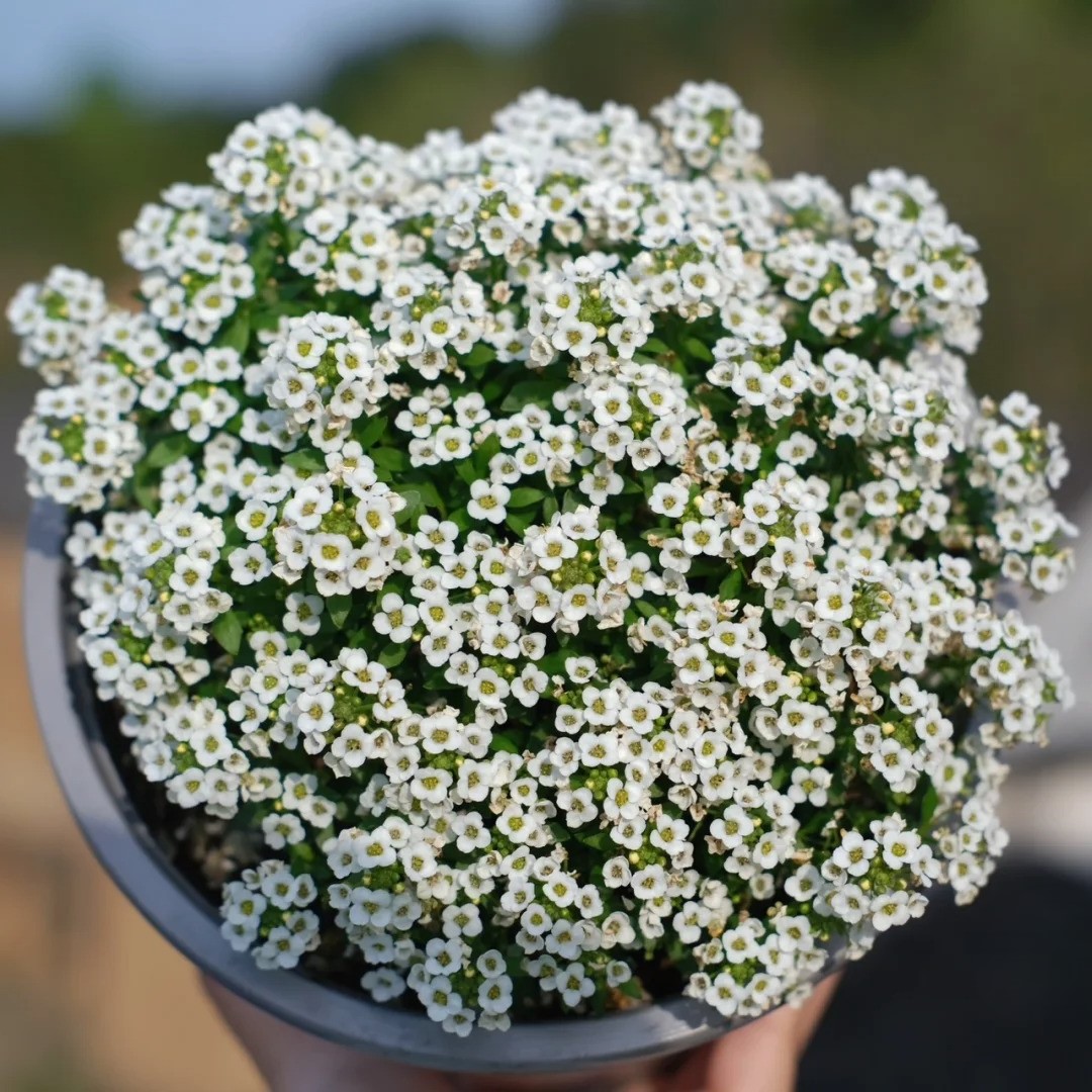 Lobularia maritima – blüht in drei Monaten
